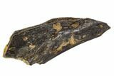 Fossil Synapsid Bone Fragment - Texas #106994-1